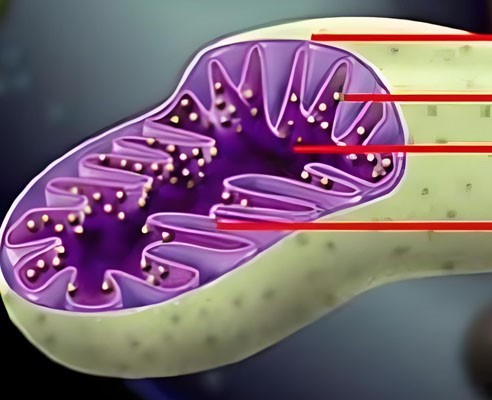 NAD+ Peptide Injection use | Shaanxi BLOOM Tech Co., Ltd NAD+ Peptide Injection use | Shaanxi BLOOM Tech Co., Ltd