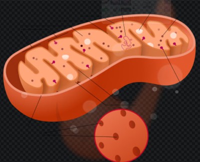 NAD+ Peptide Injection use | Shaanxi BLOOM Tech Co., Ltd NAD+ Peptide Injection use | Shaanxi BLOOM Tech Co., Ltd