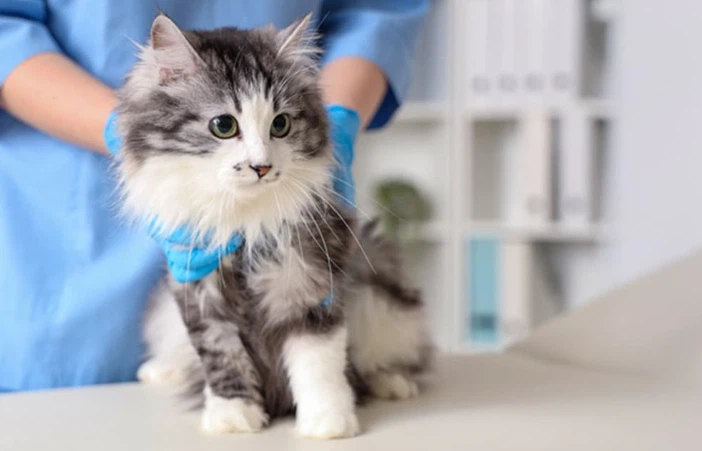 Fluralaner Drop Formulation | Shaanxi Bloom Tech Fluralaner Drop Formulation | Shaanxi Bloom Tech