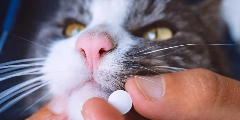 Fluralaner Drop Tablet Benefits Encompass | Shaanxi Bloom Tech Fluralaner Drop Tablet Benefits Encompass | Shaanxi Bloom Tech