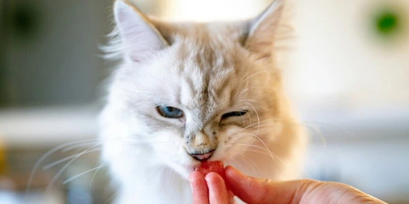 Fluralaner Drop Administration Techniques | Shaanxi Bloom Tech Fluralaner Drop Administration Techniques | Shaanxi Bloom Tech