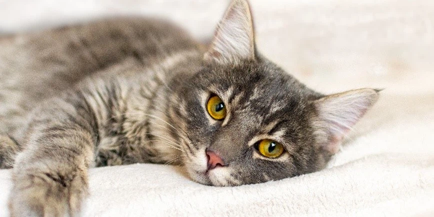 Fluralaner Drop Common Side Effects | Shaanxi Bloom Tech Fluralaner Drop Common Side Effects | Shaanxi Bloom Tech