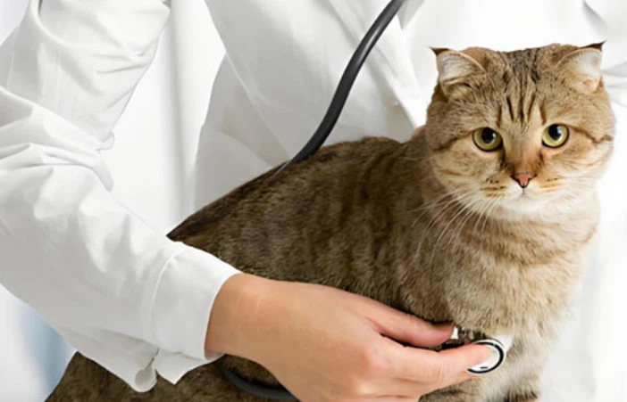 Fluralaner Drop Veterinary preference factors | Shaanxi Bloom Tech Fluralaner Drop Veterinary preference factors | Shaanxi Bloom Tech