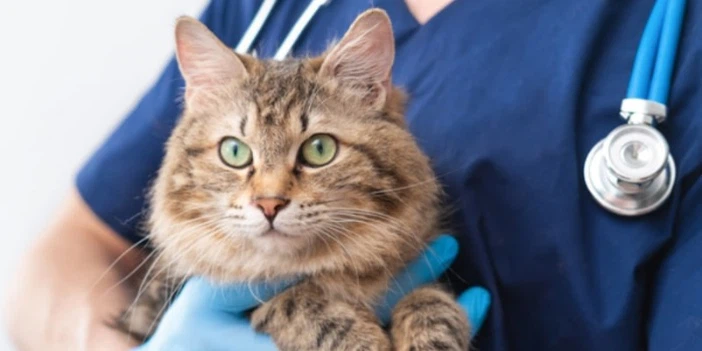 Fluralaner Drop Professional Guidelines Suggest | Shaanxi Bloom Tech Fluralaner Drop Professional Guidelines Suggest | Shaanxi Bloom Tech