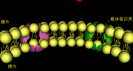 Tetracaine uses | Shaanxi BLOOM Tech Co., Ltd Tetracaine uses | Shaanxi BLOOM Tech Co., Ltd