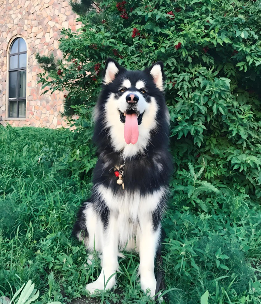 Fluralaner Tablet use | Shaanxi BLOOM Tech Co., Ltd Fluralaner Tablet use | Shaanxi BLOOM Tech Co., Ltd