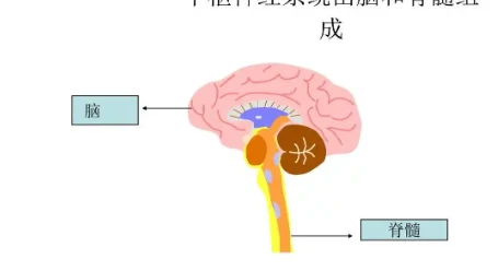 Bioglutide NA-931 Energy | Shaanxi BLOOM Tech Co., Ltd Bioglutide NA-931 Energy | Shaanxi BLOOM Tech Co., Ltd