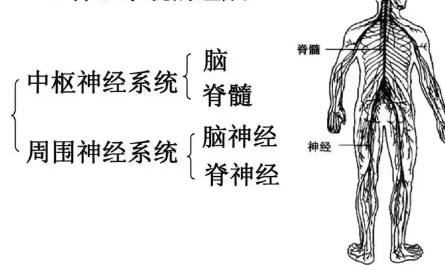 Bioglutide NA-931 Expenditure | Shaanxi BLOOM Tech Co., Ltd Bioglutide NA-931 Expenditure | Shaanxi BLOOM Tech Co., Ltd