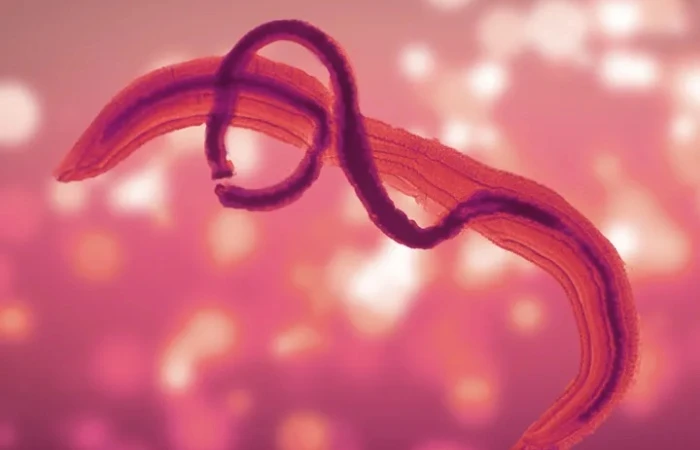 Praziquantel Syrup Schistosomiasis | Shaanxi Bloom Tech Praziquantel Syrup Schistosomiasis | Shaanxi Bloom Tech