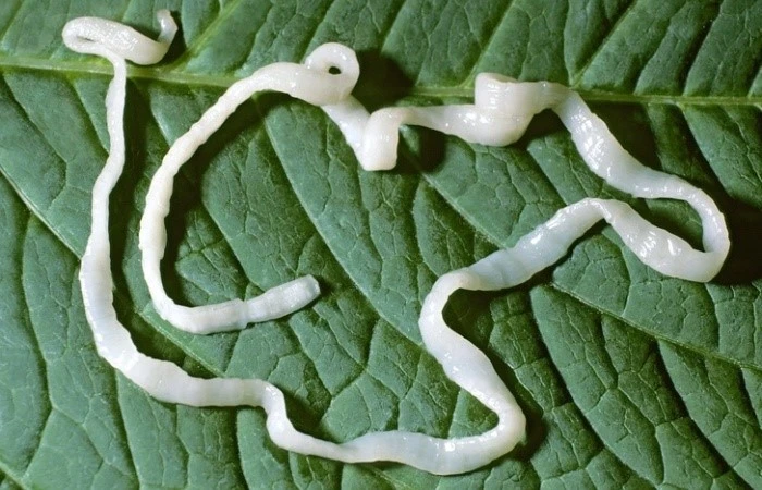 Praziquantel Syrup Tapeworm | Shaanxi Bloom Tech Praziquantel Syrup Tapeworm | Shaanxi Bloom Tech